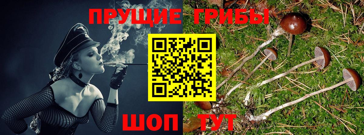 Псилоцибиновые грибы Psilocybe  Псилоцибиновые грибы мицелий  Серов 